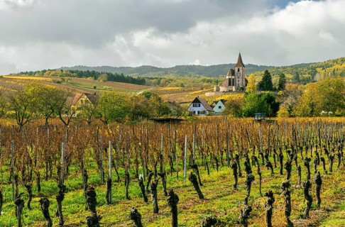 Autumnal vineyards