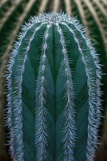 Cacti from Mexico (Pachycereus pringlei)