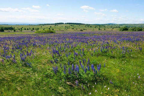 Large-leaved lupin (Lupinus polyphyllus)