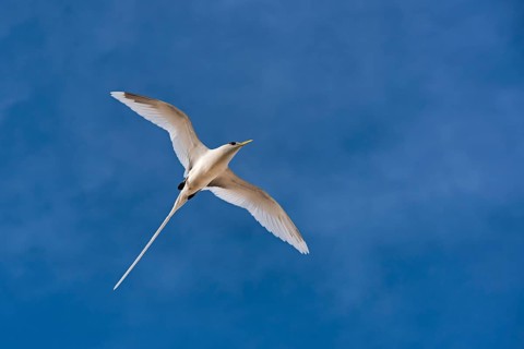 White-tailed tropicbird (Phaethon lepturus) in flight over Bird Island