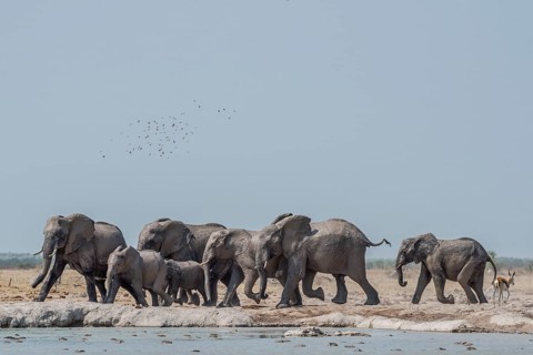 African elephants (Loxodonta africana)