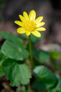 Scarlet herb (Ficaria verna)