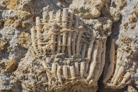 Coral fossils