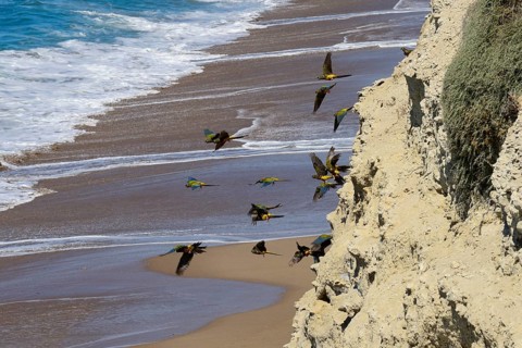 Burrowing Parrots (Cyanoliseus patagonus) at nesting place in a cliff at the sea