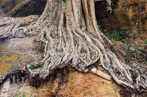 Roots of the Large-fruited Sycamore Fig (Ficus sycomorus)