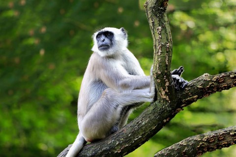 Northern plains gray langur (Semnopithecus entellus)