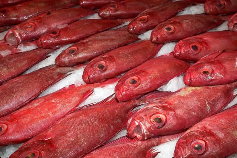 Red fish for sale