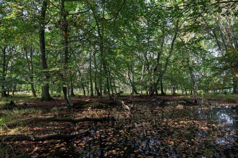 Moorlandscape in the Osterwald Forest