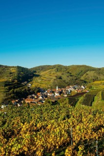 Village in the vineyards in autumn