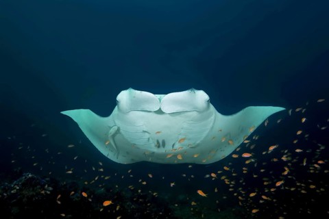 Reef Manta Ray (Mobula alfredi) with cleaner fishes