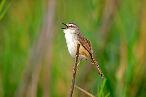 Tawny-flanked prinia (Prinia subflava)