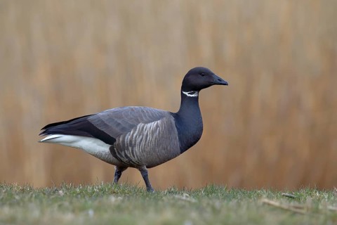 Brant Goose (Branta bernicla) stands in a meadow