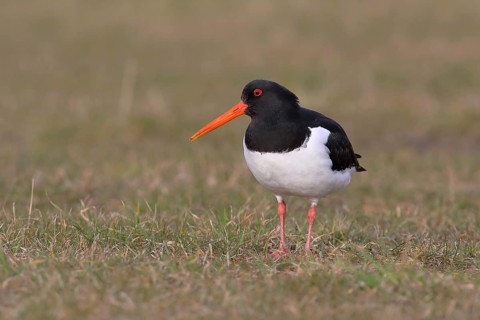 Eurasian oystercatcher (Haematopus ostralegus) stands in a meadow