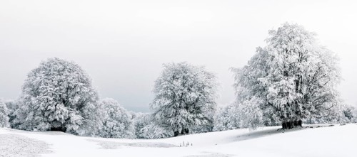 Winter landscpae