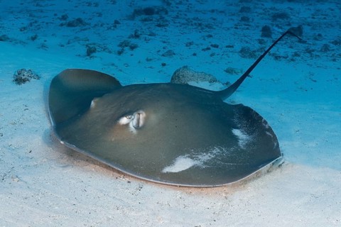 Pink whipray (Himantura fai) lies in the sandy bottom of the Indian Ocean