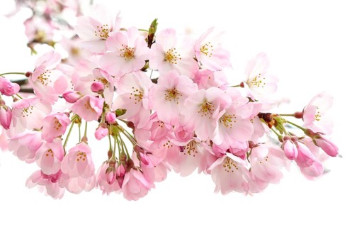 Japanese Cherry Blossom (Prunus x yedoensis)