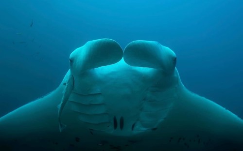 Animal portrait of the Reef Manta Ray (Mobula alfredi) swimming in the blue water