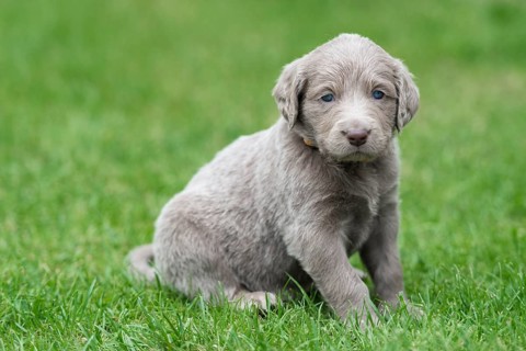 Longhair Weimaraner