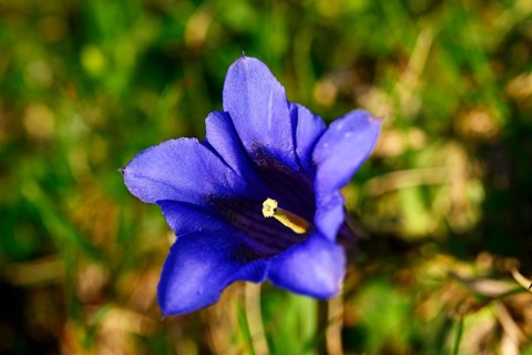 Clusius gentian (Gentiana clusii)
