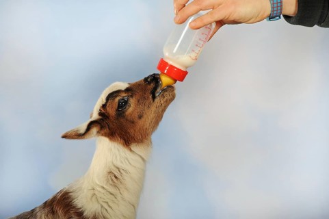 Lamb