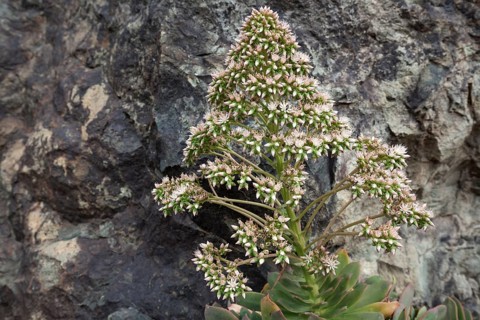 Rosette Thick Leaf (Aeonium percarneum)
