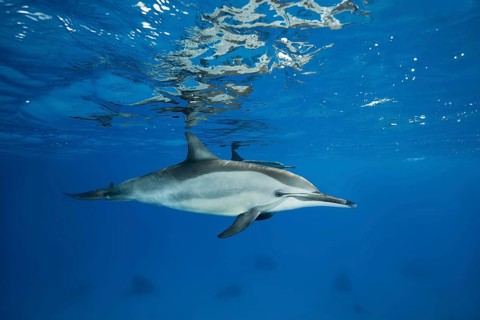 Spinner Dolphin (Stenella longirostris) swims in the blue water reflecting off the surface