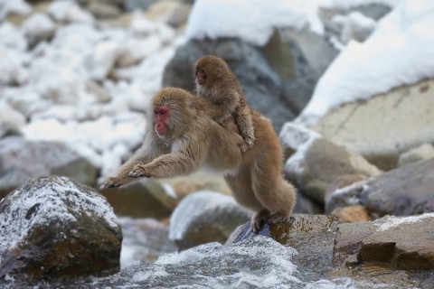 Jumping Japanese macaque (Macaca fuscata) crossing the river