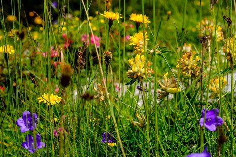 Alpine flower meadow