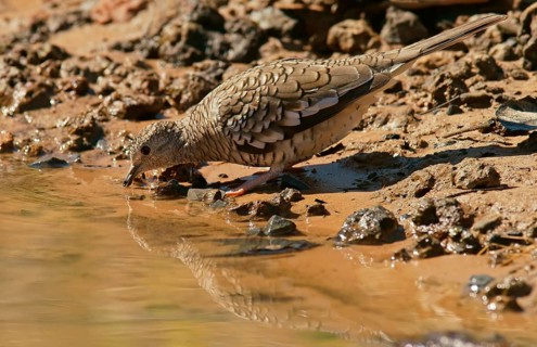 Scaled dove (Scardafella squammata)
