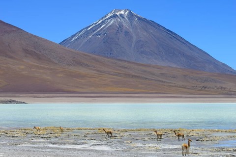 Vicunas (Vicugna vicugna) in front of Laguna Verde and the volcano Licancabur