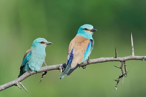 European rollers (Coracias garrulus)