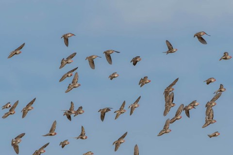Red-billed quelea (Quelea quelea)