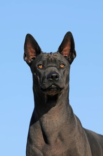 Thai Ridgeback