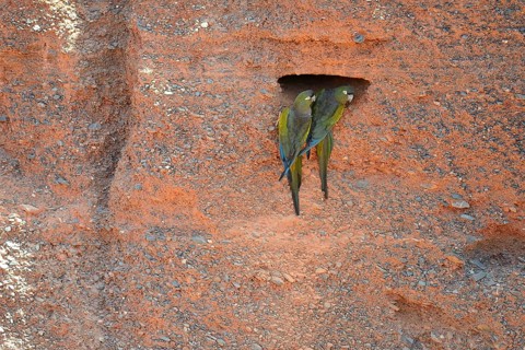 Burrowing Parrots (Cyanoliseus patagonus)