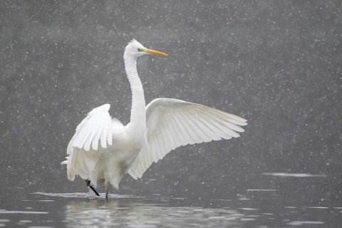 Great egret (Ardea alba) with spreading wings in water during snowfall