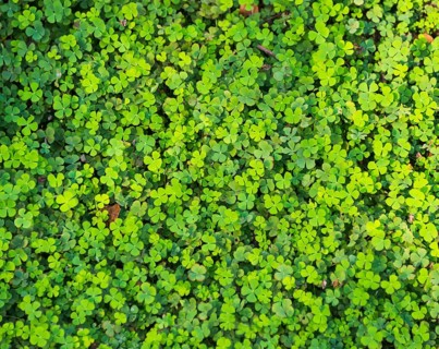 Clover with four leaves in a meadow