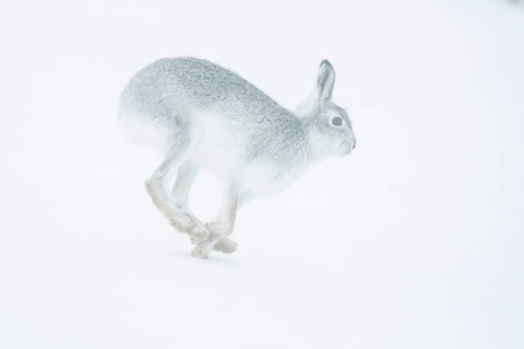 Mountain hare (Lepus timidus) running in snow