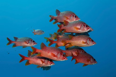 Swarm Sabre squirrelfishes (Sargocentron spiniferum)