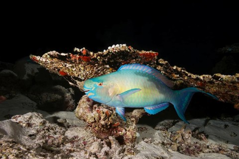 Bullethead Parrotfish (Chlorurus sordidus)