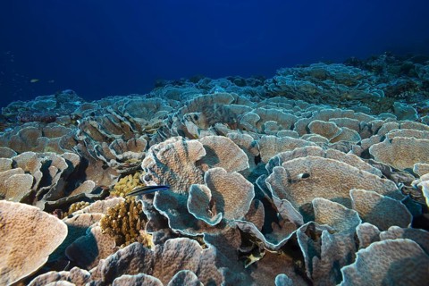 Elephant Nose Coral (Mycedium elephantotus)