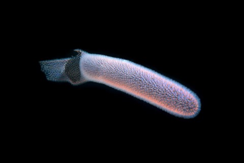 Colonial Tunicates or Pyrosoma Tunicate (Pyrosoma atlanticum)