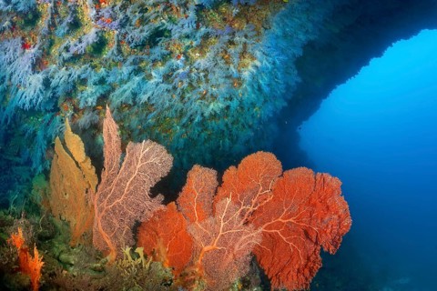 Big coral reef overhang