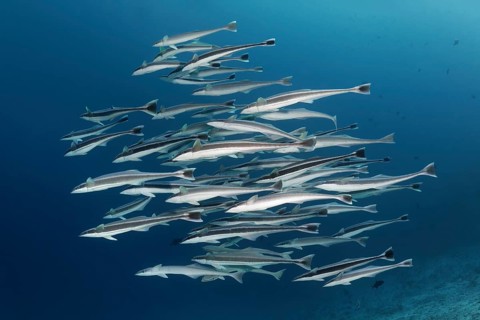 Fish swarm Live sharksucker (Echeneis naucrates)