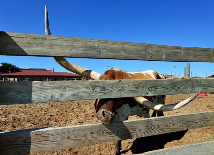 Longhorn domestic cattle behind wooden fence