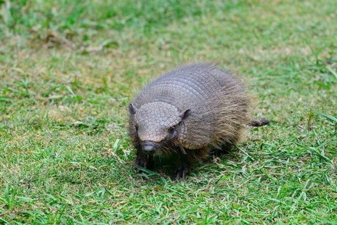 Big hairy armadillo (Chaetophractus villosus) in the grass