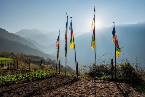 Prayer flags at the edge of the field