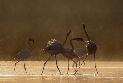 Greater Flamingo (Phoenicopterus roseus)
