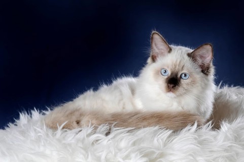 Ragdoll