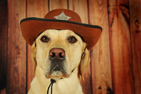 Labrador Retriever
