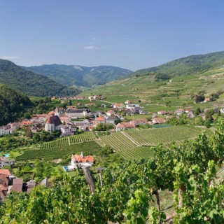 Vineyards in summer